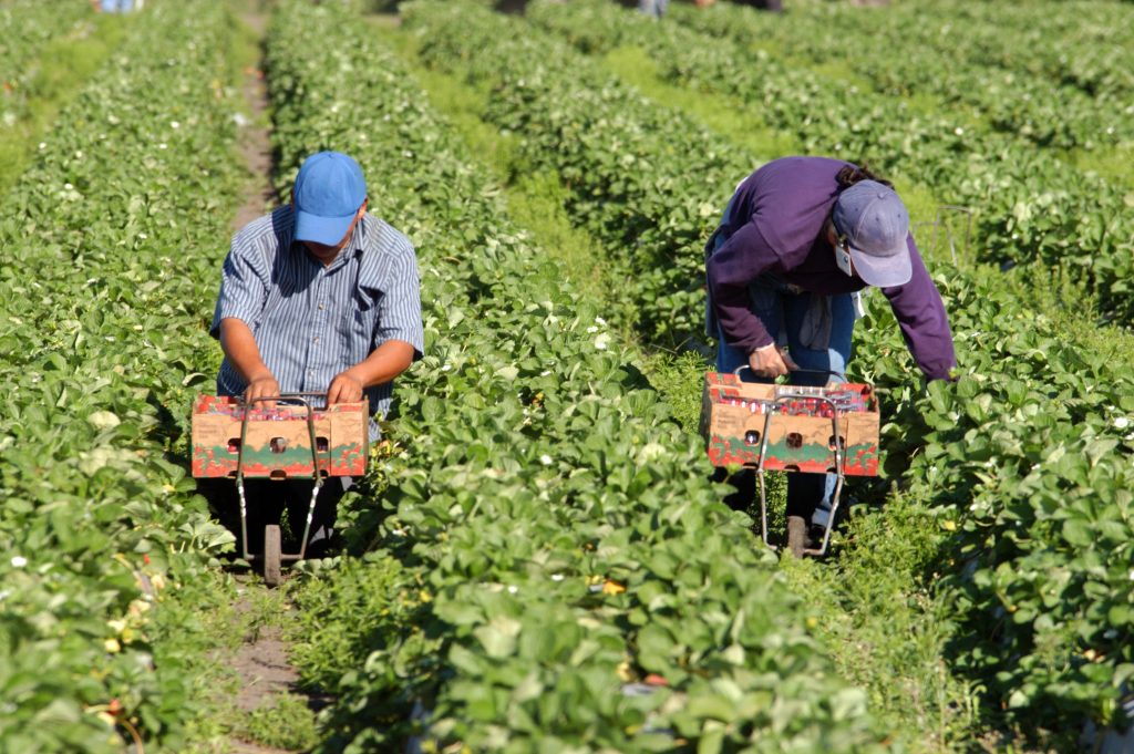 Strawberry picker migrant woorkers - The Law Office of Alan H. Fenton, PC